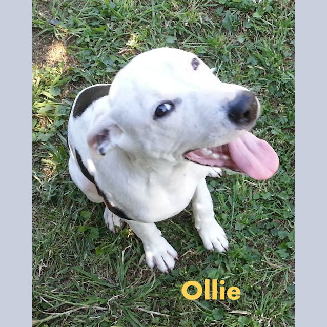 Photo of Ollie The Cow~Dog (On Trial 26/12/12)