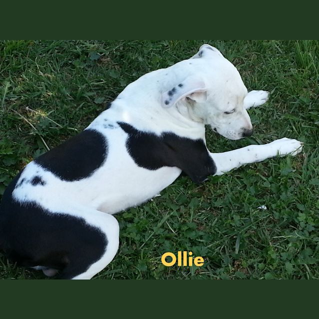 Photo of Ollie The Cow~Dog (On Trial 26/12/12)