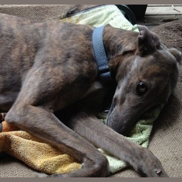 Photo of Sheena