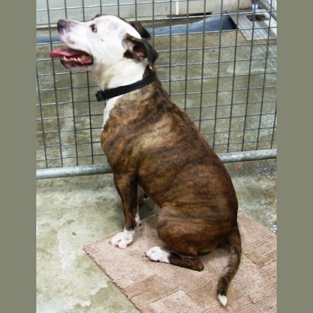 Photo of Buddy
