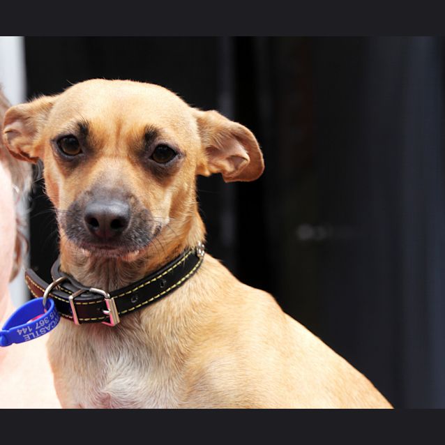 Photo of Honey (On Trial 2/12/12)