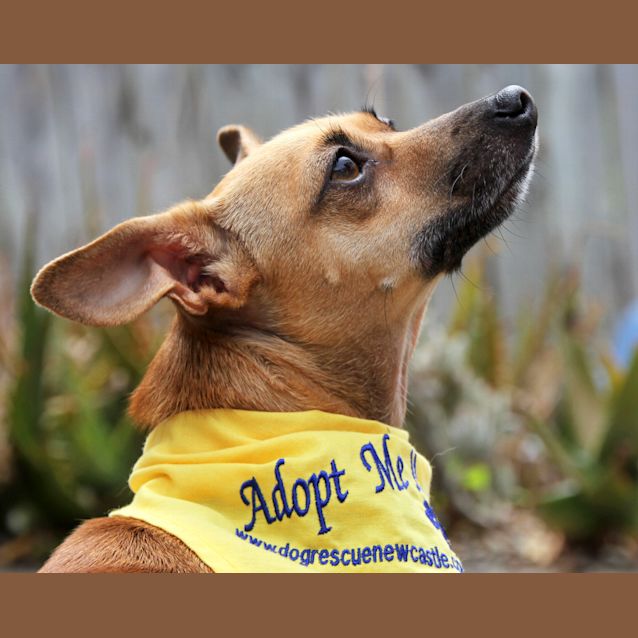 Photo of Honey (On Trial 2/12/12)