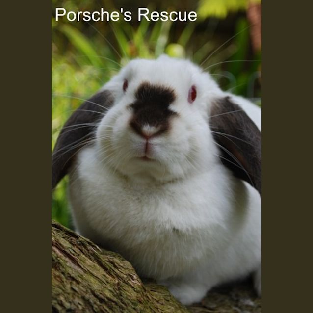 Photo of Diamond  Desexed And Vaccinated