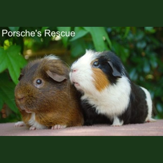 Photo of Fibbles (Desexed) And Pickles (Desexed)