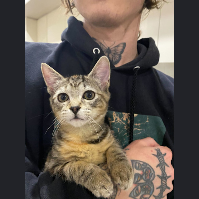 Photo of Teaspoon And Tater Tot