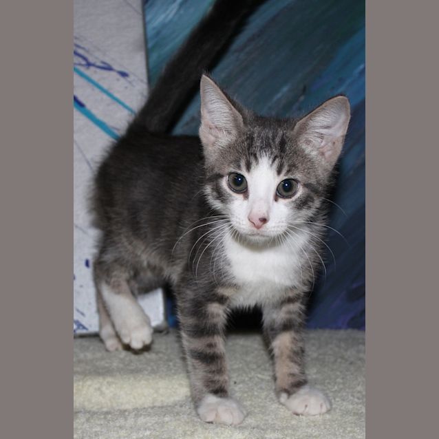 Photo of Tinker