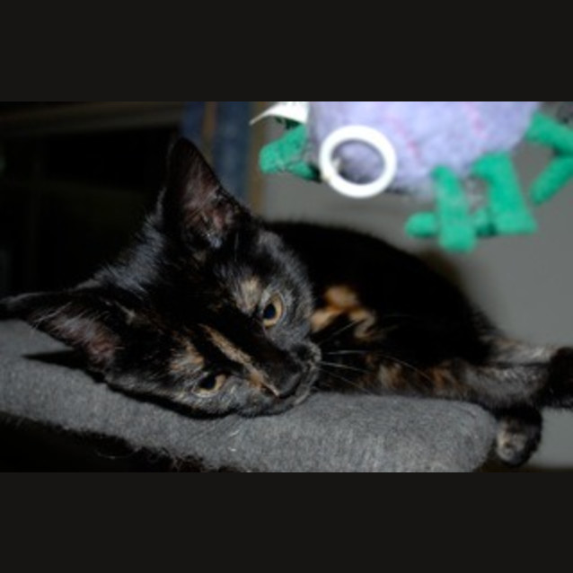 Photo of Charlotte