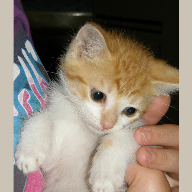 Photo of Tigger
