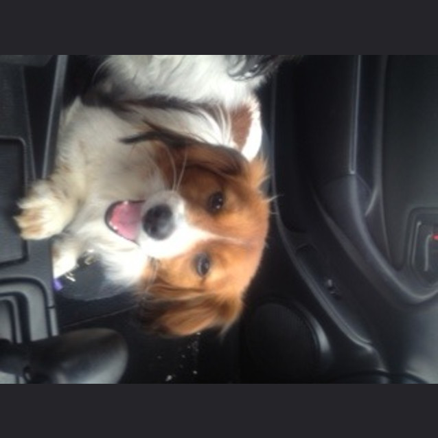 Photo of Harley