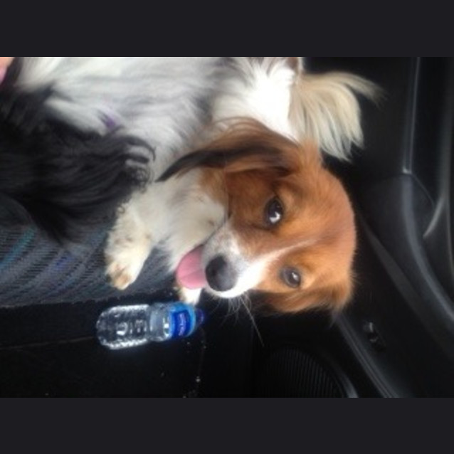 Photo of Harley