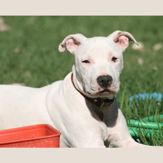Photo of Winston