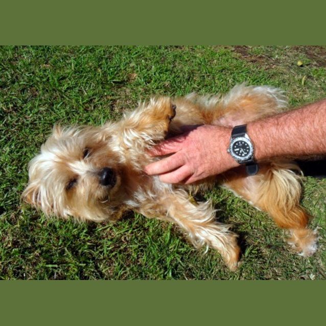 Photo of Sandy (Rehomed 10/6/13)