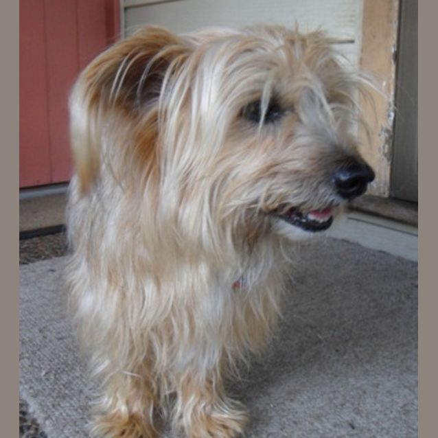 Photo of Sandy (Rehomed 10/6/13)