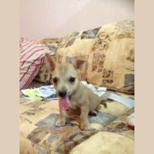 Photo of Orange