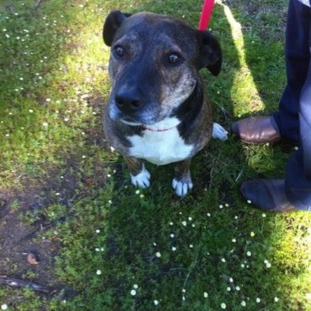 Photo of Sari Gentle Loving Girl Foster Carer Needed