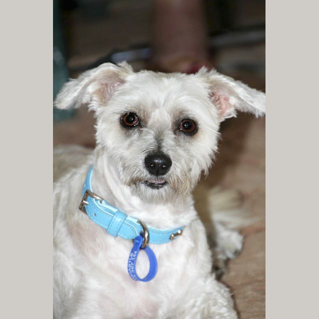 Photo of Missy (On Trial 8/2/13)