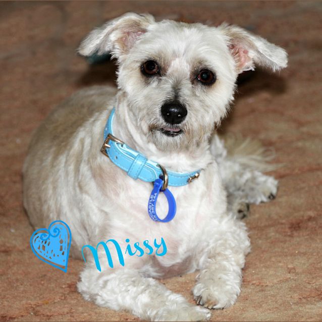 Photo of Missy (On Trial 8/2/13)