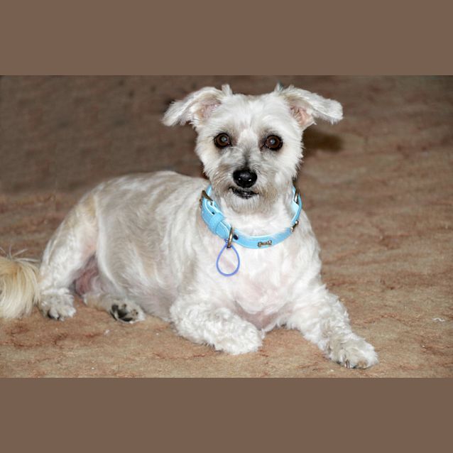 Photo of Missy (On Trial 8/2/13)