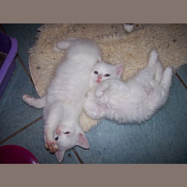 Photo of Jasper 
