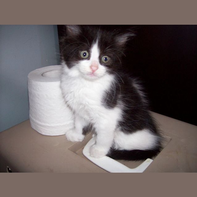 Photo of Kimba