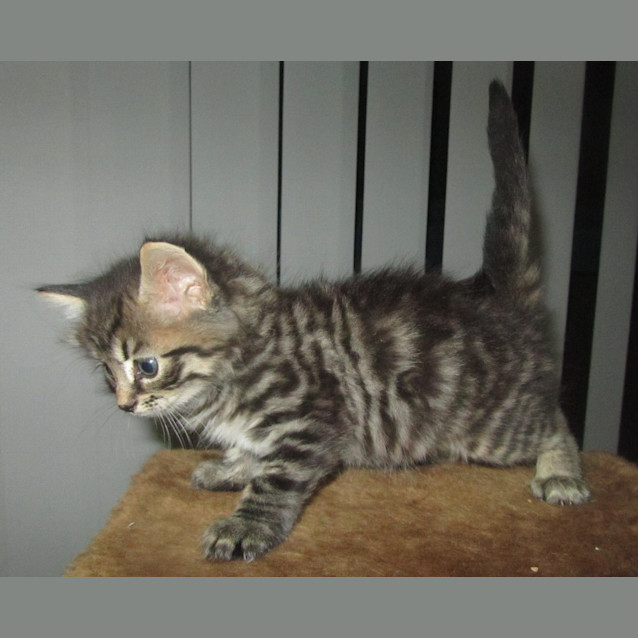 Photo of Crusoe(nc140)
