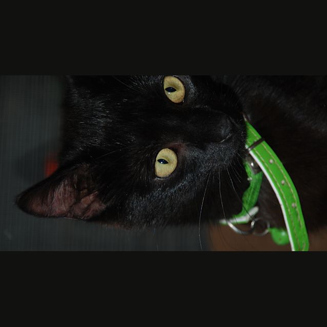Photo of Sage