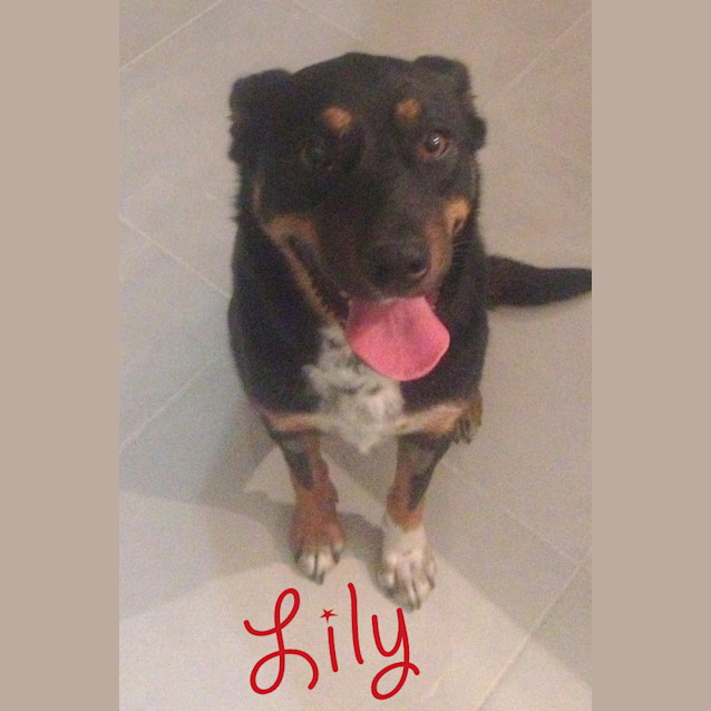 Photo of Lily (On Trial 10/1/13)