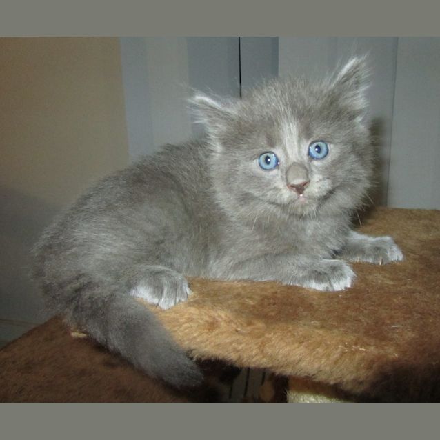 Photo of Napoleon(nc139)