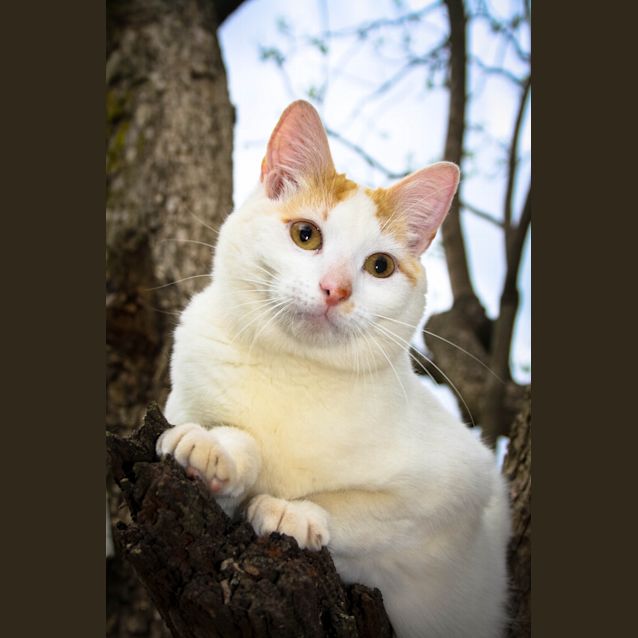 Photo of Bo