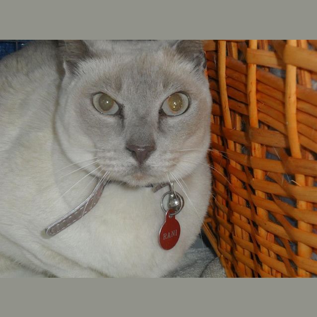 Photo of Rani   Lilac Tonkinese
