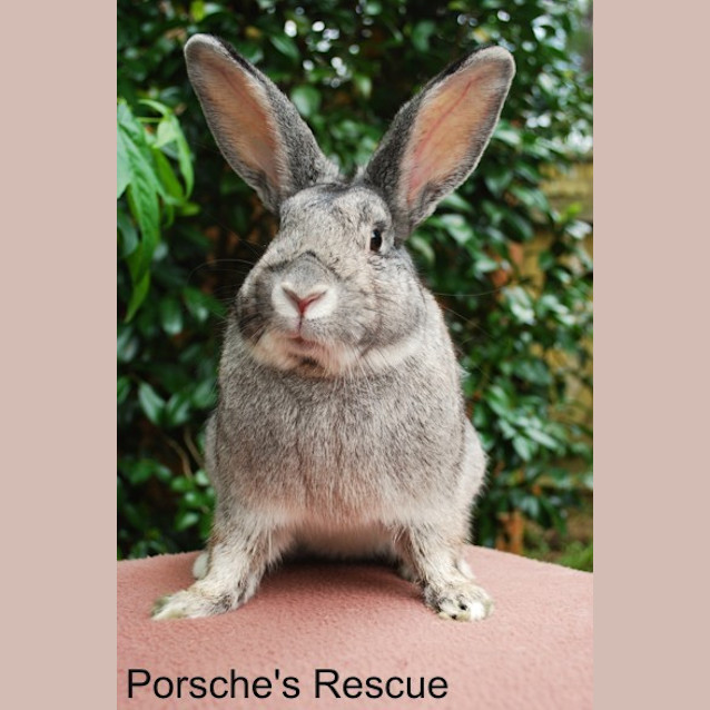 Photo of Martin (Desexed And Vaccinated)