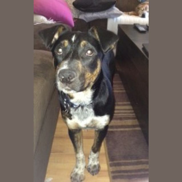 Photo of Bailey  Smiley Boy 