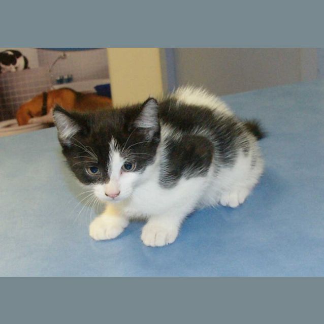 Photo of Poe