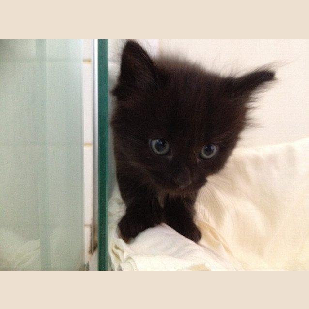 Photo of Kiwi