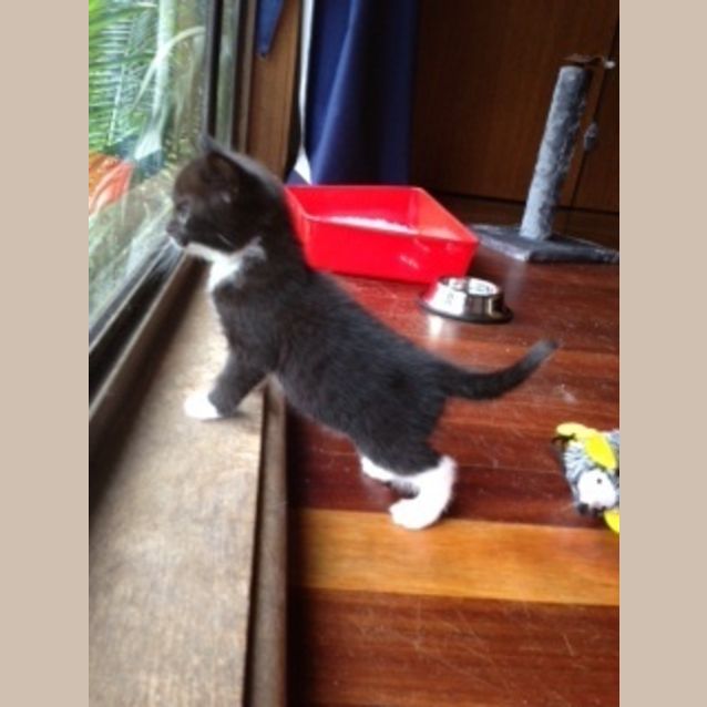 Photo of Socks 