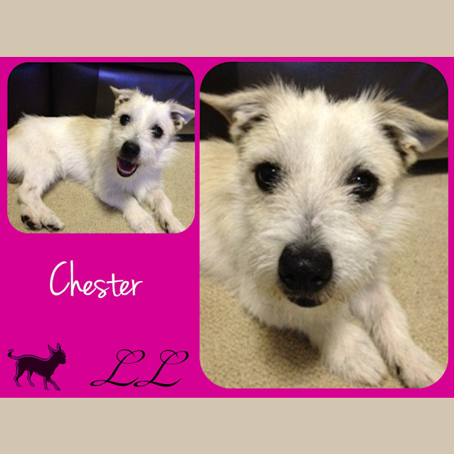 Photo of Chester