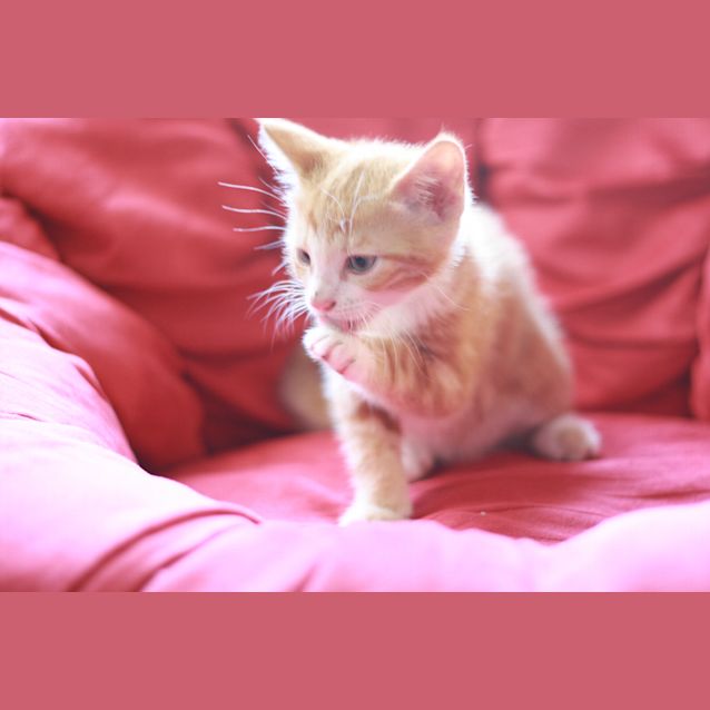 Photo of Pumpkin