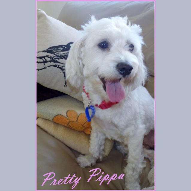 Photo of Pippa (On Trial 4/12/12)