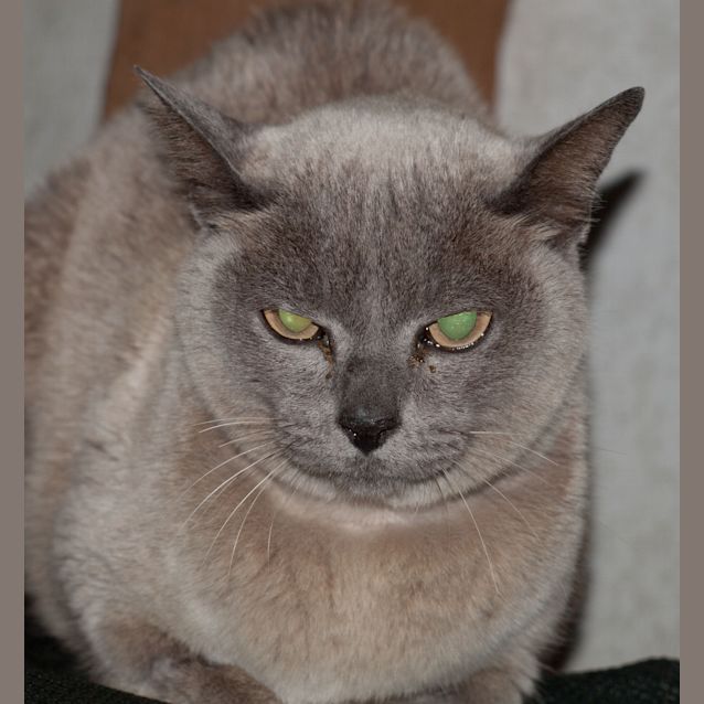 Photo of Aoko