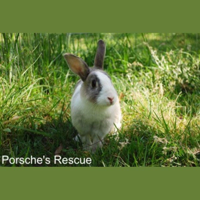 Photo of Jessica   Desexed And Vaccinated