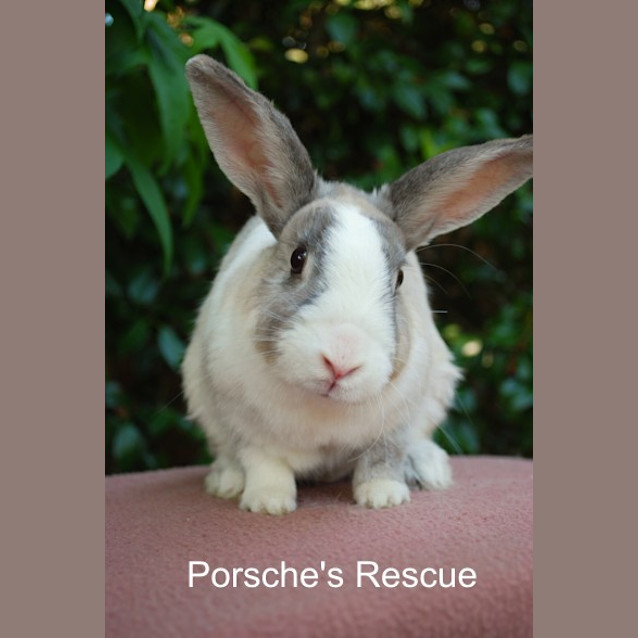 Photo of Jessica   Desexed And Vaccinated