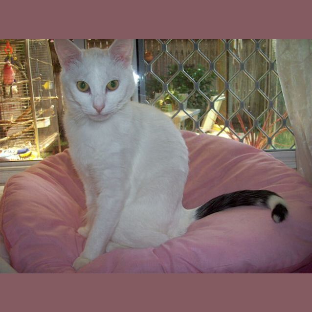 Photo of Oliver