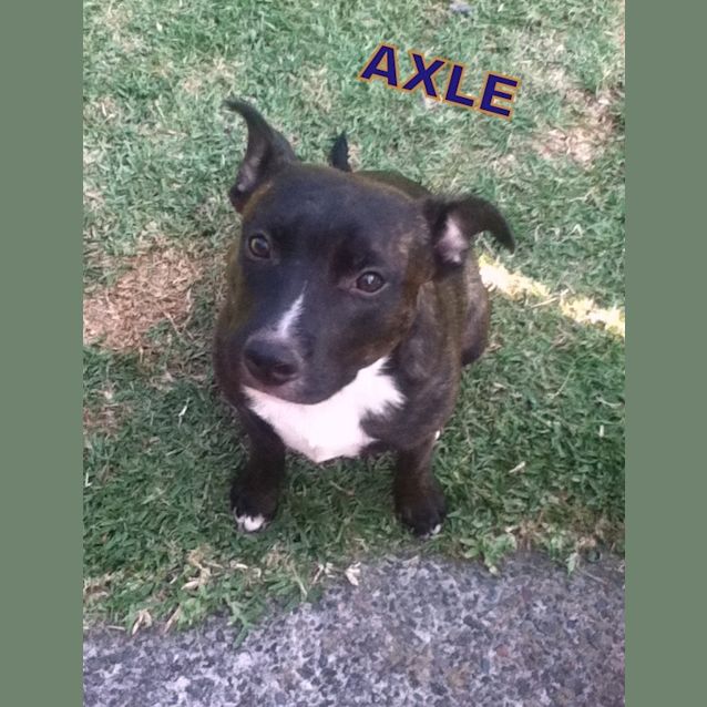 Photo of Axle (On Hold Pending Adoption)