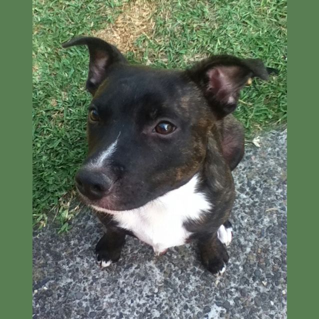 Photo of Axle (On Hold Pending Adoption)