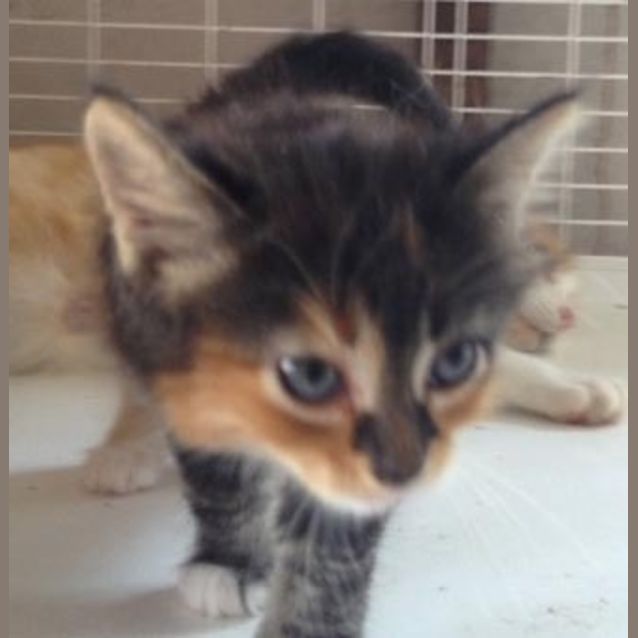 Photo of Tilly
