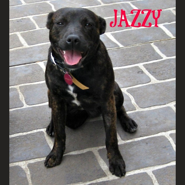 Photo of Jazzy  (On Trial 26/12/12)