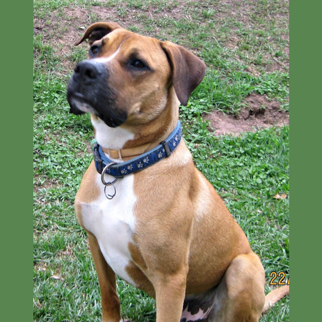 Photo of Bruno (On Trial 26/12/12)