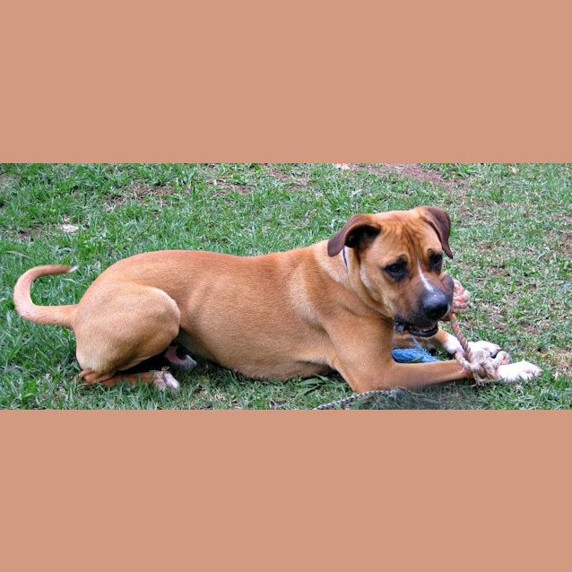 Photo of Bruno (On Trial 26/12/12)