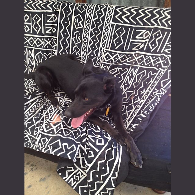 Photo of Toby