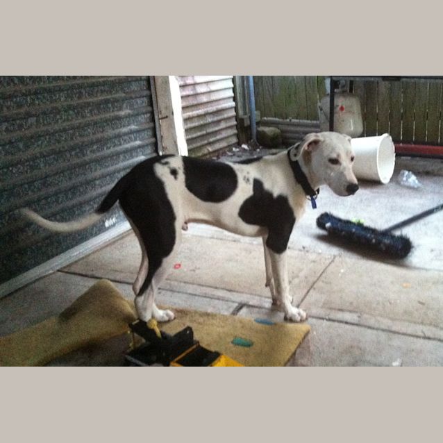 Photo of Ollie The Cow~Dog (On Trial 26/12/12)